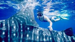 Snorkelling with Whale Shark, Australia